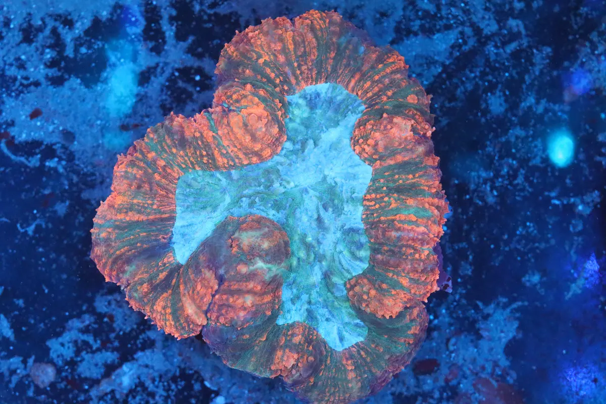 Symphyllia Brain Wysiwyg (A179) 1