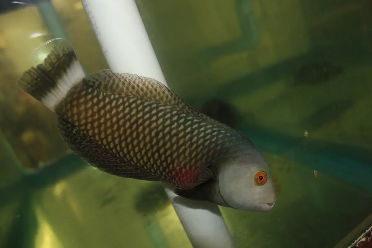 Dragon Wrasse-10" 1