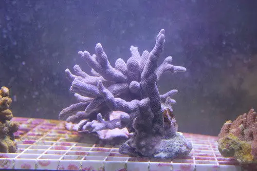 Acropora Purple Digi - 2" Frag 1