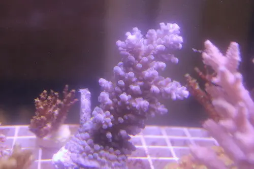 Humilis Acropora Coral (Acropora Humilis) - Lg Colony 1