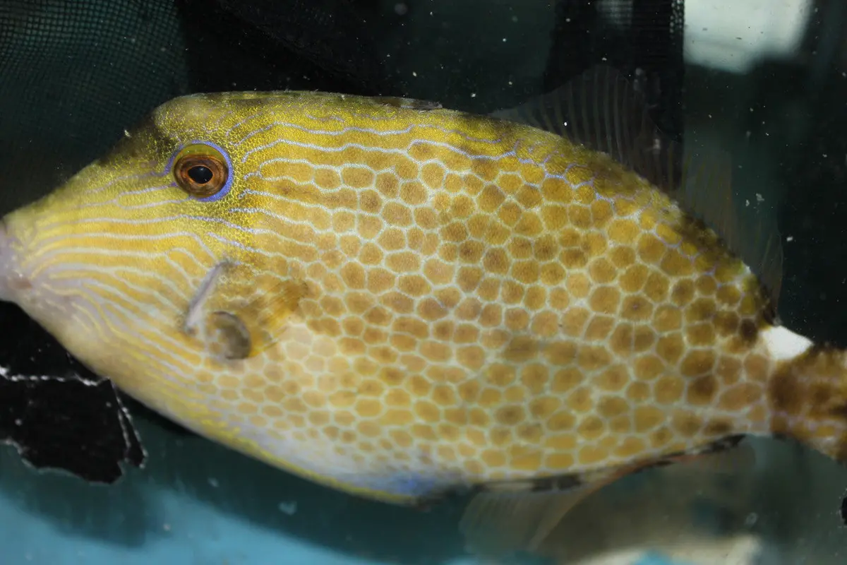 Honeycomb Filefish | Cantherhines Pardalis -6" 1