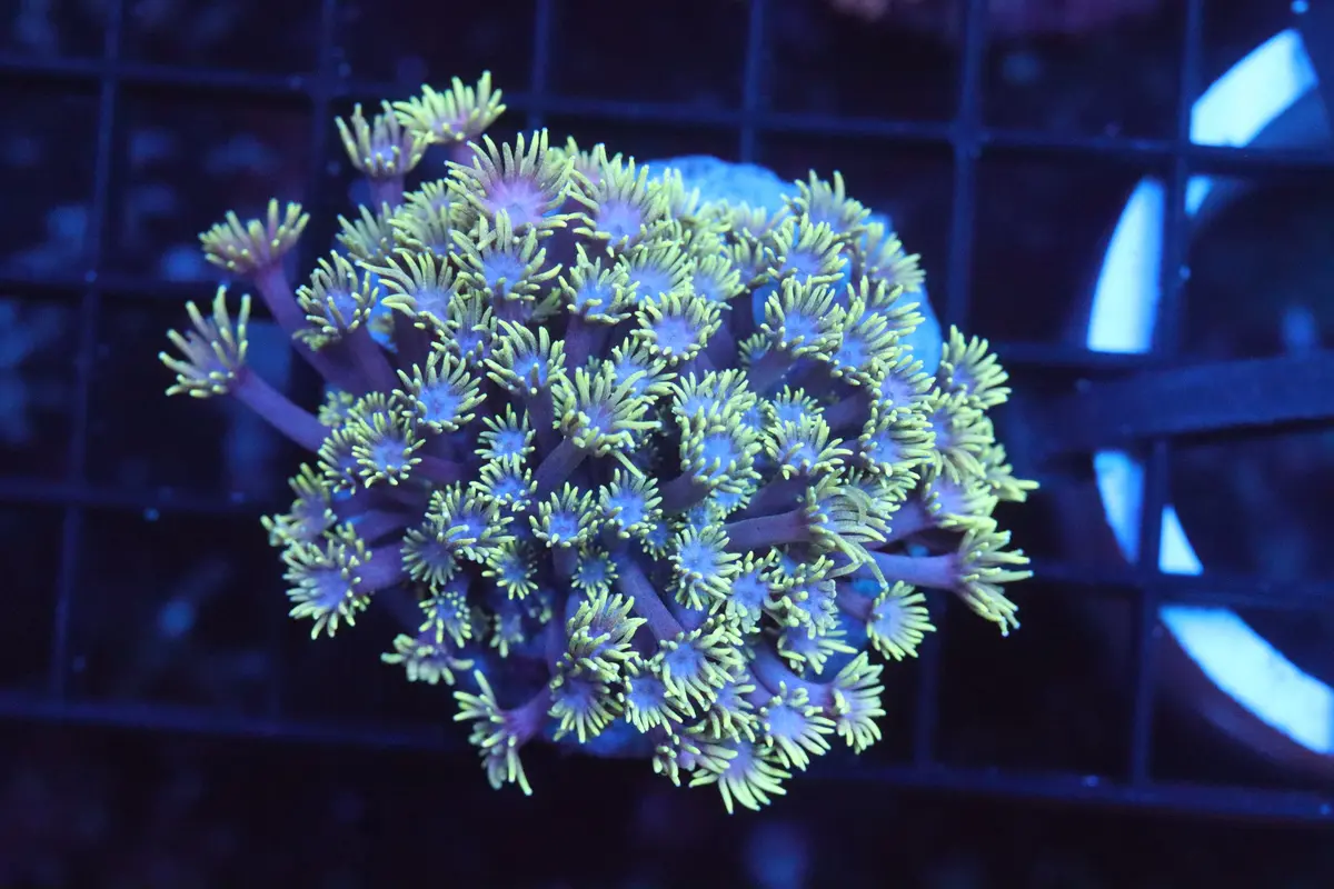Goni Mini Colony (A186) 1