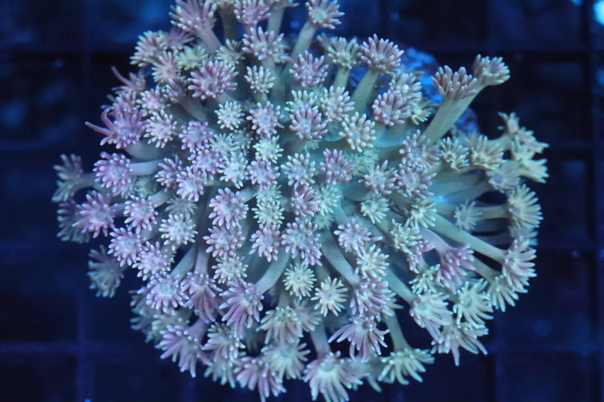 Goni Mini Colony (A182) 1