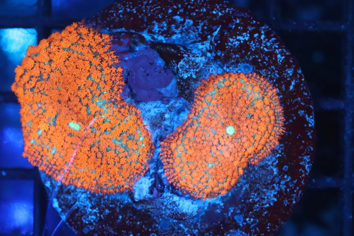 Rhodactis Mushroom Double (A184) 1