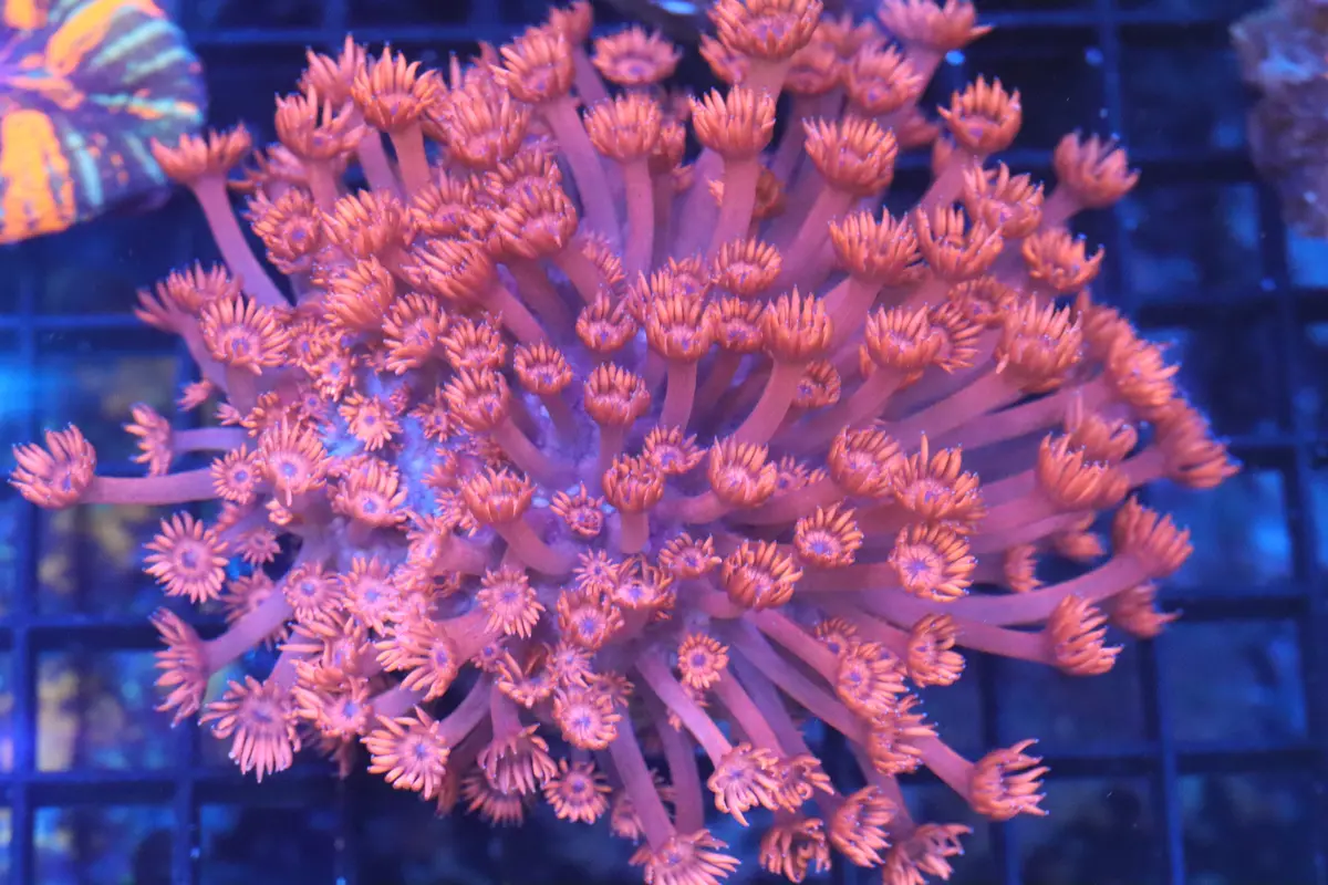 Goni Mini Colony (A165) 1