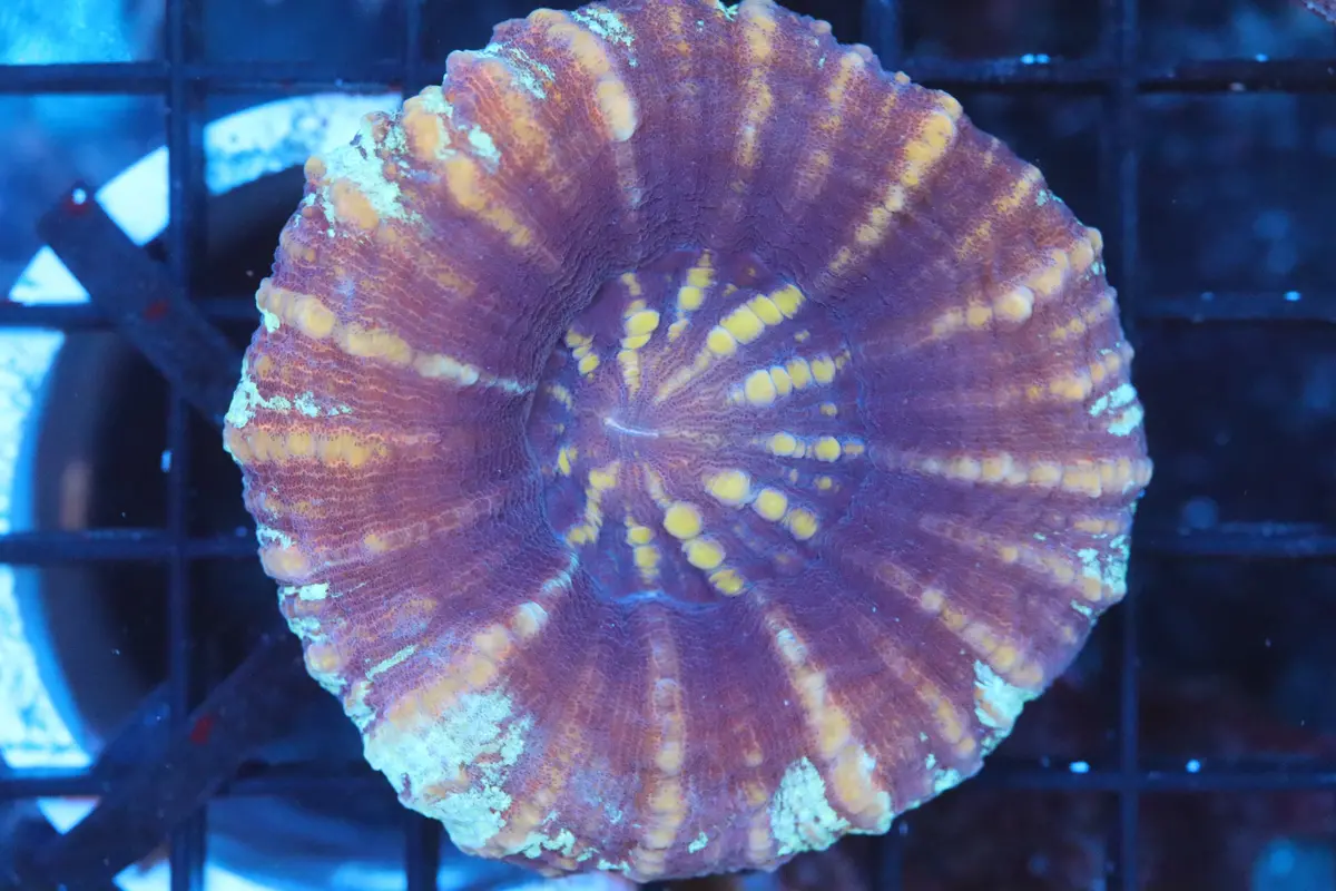 Aussie Pink Scoly (A122) 1