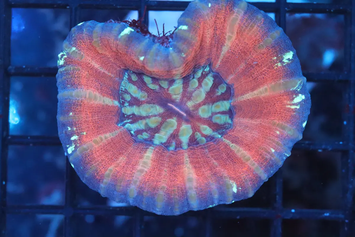 Aussie Pink Scoly (B106) 1