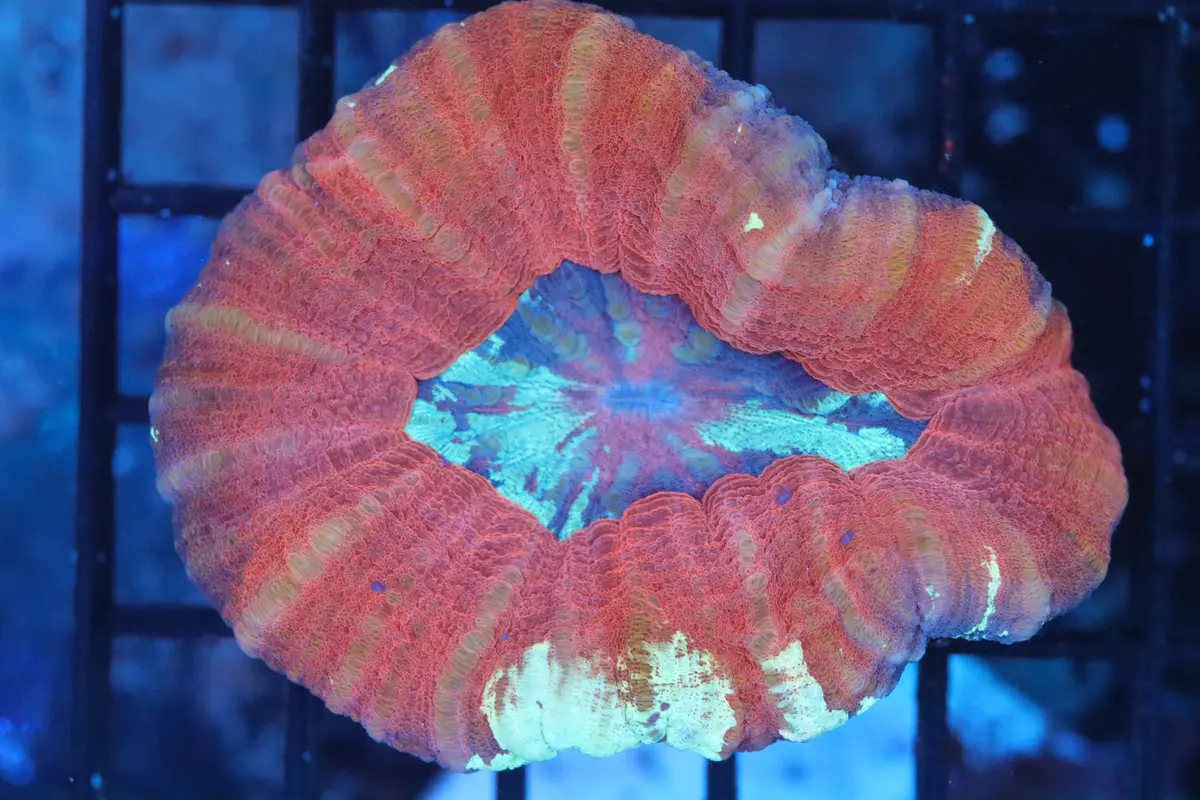Aussie Pink Scoly (A193) 1