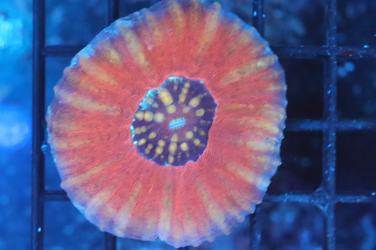 Aussie Pink Scoly (A200) 1