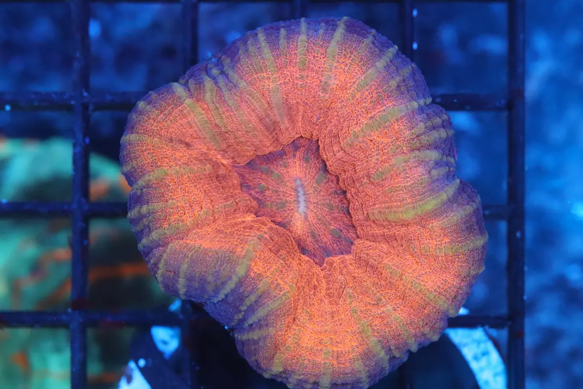 Aussie Pink Scoly (A192) 1
