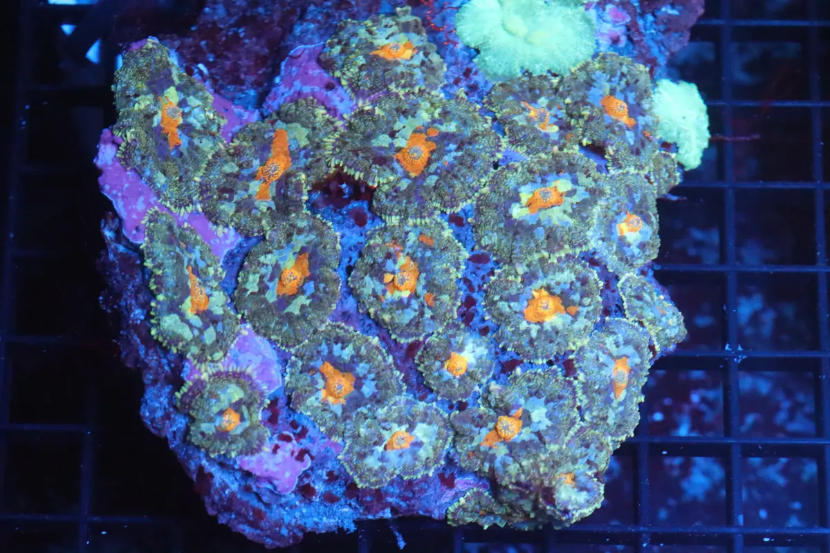 Rhodactis Mushroom Colony (B76) 1