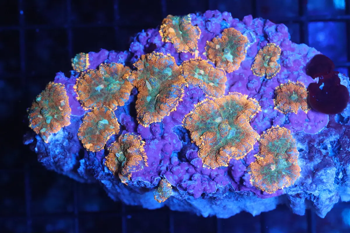Rhodactis Mushroom Colony (B77) 1