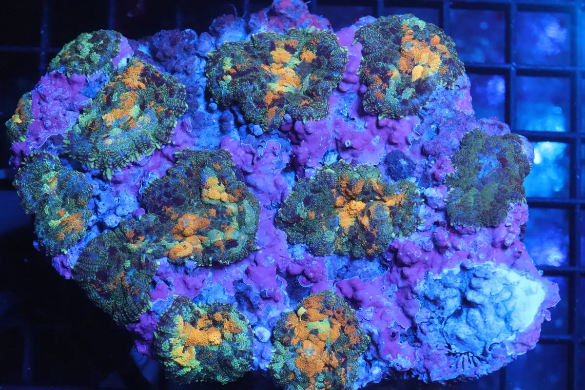 Rhodactis Mushroom Colony (B79) 1