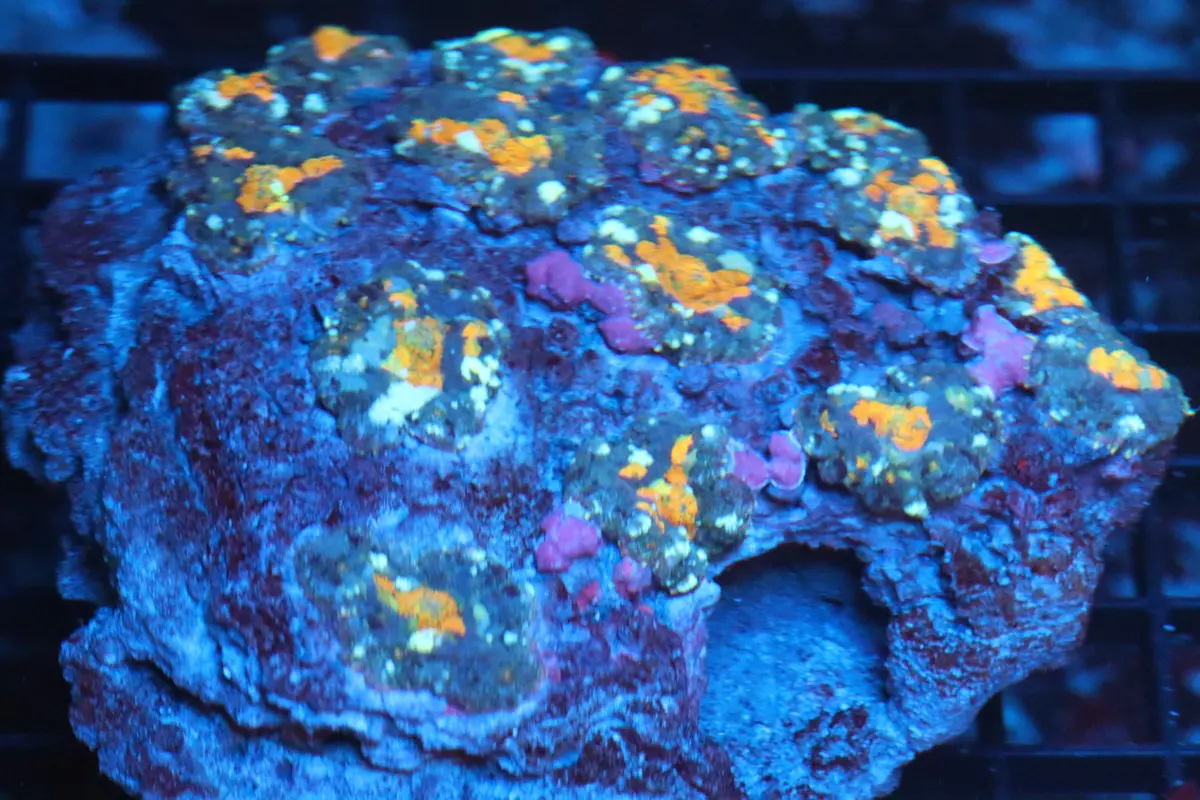 Rhodactis Mushroom Colony (B80) 1