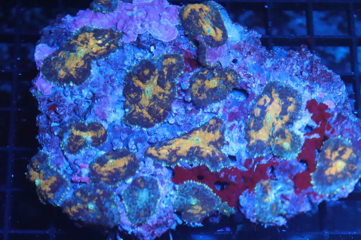 Rhodactis Mushroom Colony (B81) 1