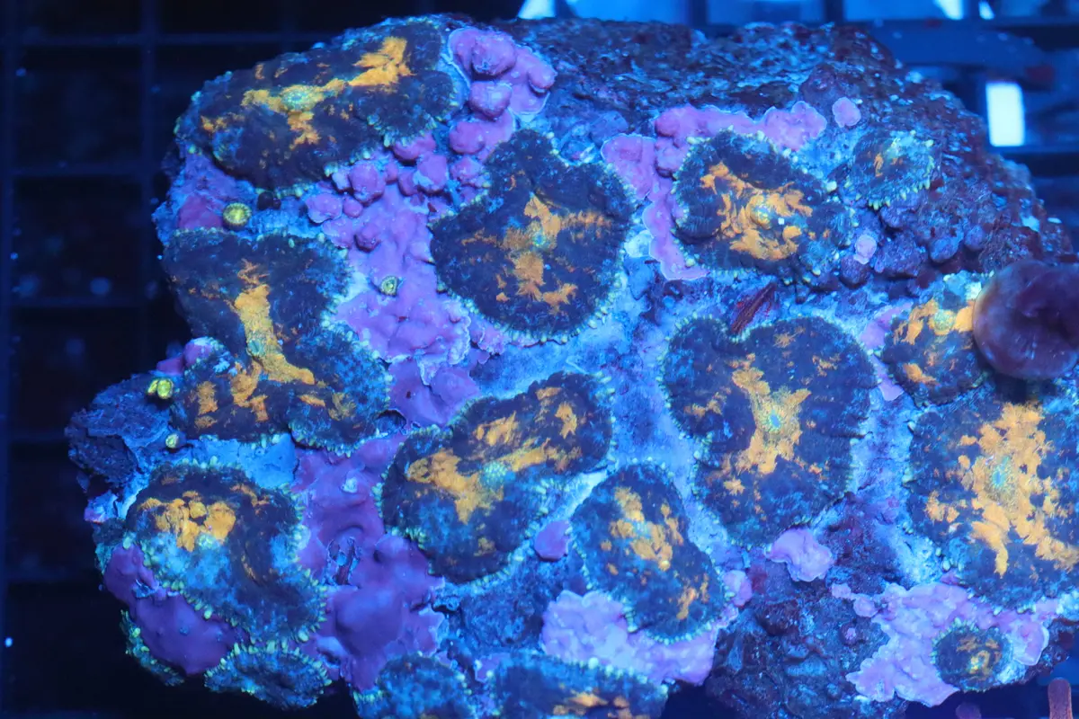 Rhodactis Mushroom Colony (B83) 1