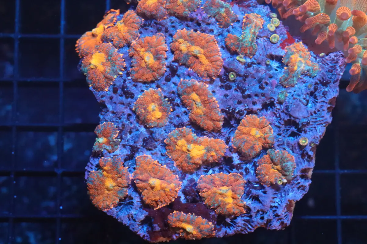 Rhodactis Mushroom Colony (B84) 1