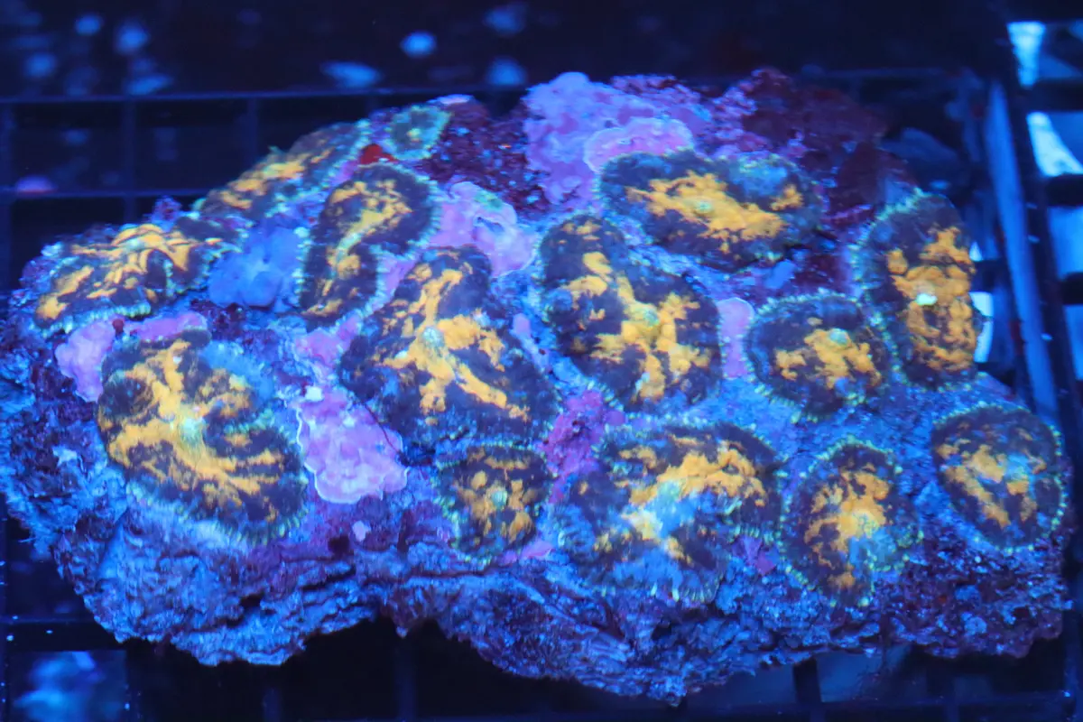 Rhodactis Mushroom Colony (B85) 1