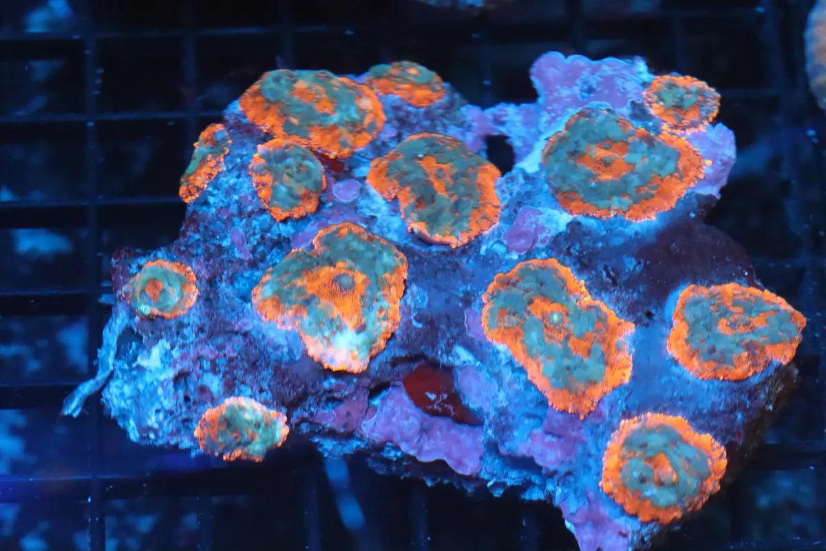 Rhodactis Mushroom Colony (B86) 1