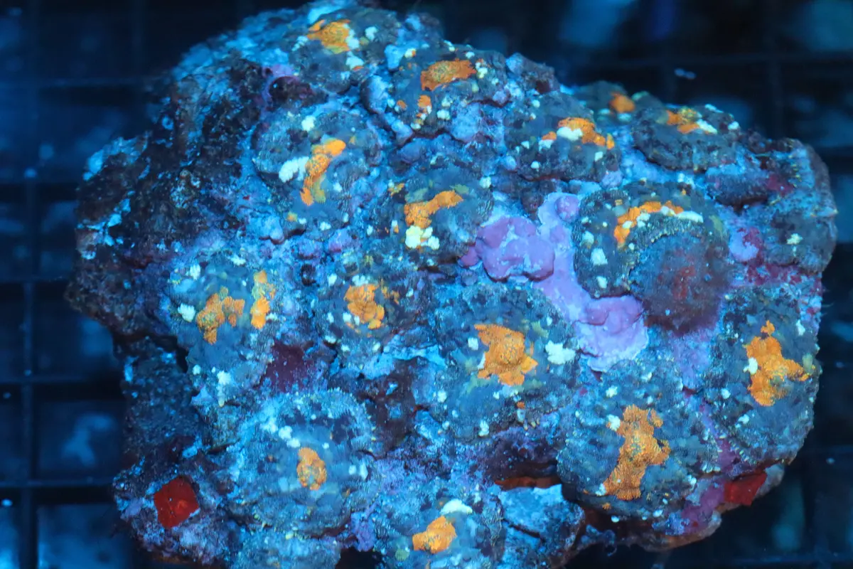 Rhodactis Mushroom Colony (B87) 1