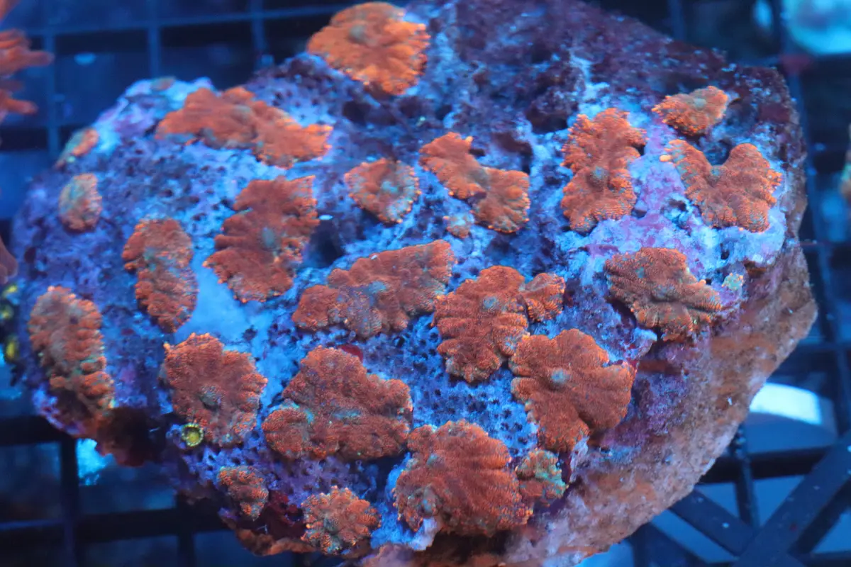 Rhodactis Mushroom Colony (B88) 1