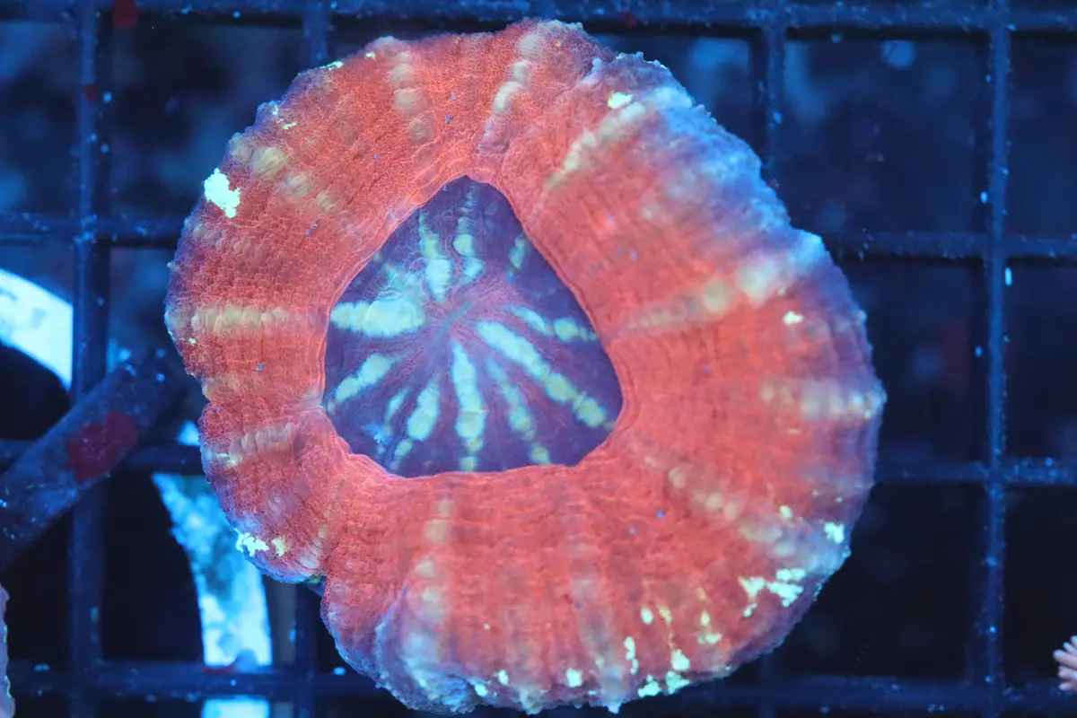 Aussie Pink Scoly (B144) 1
