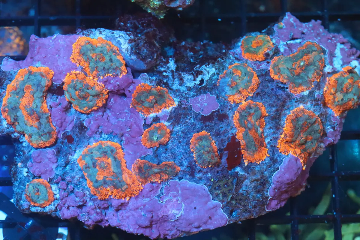 Rhodactis Mushroom Colony (B149) 1