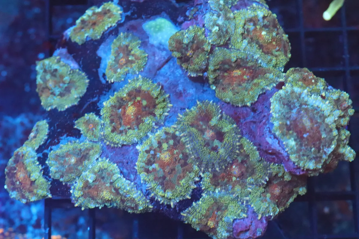 Rhodactis Mushroom Colony (B148) 1
