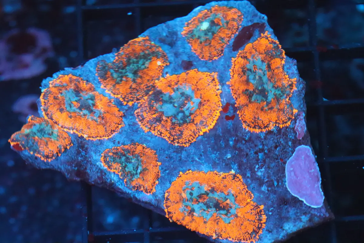 Rhodactis Mushroom Colony (B146) 1