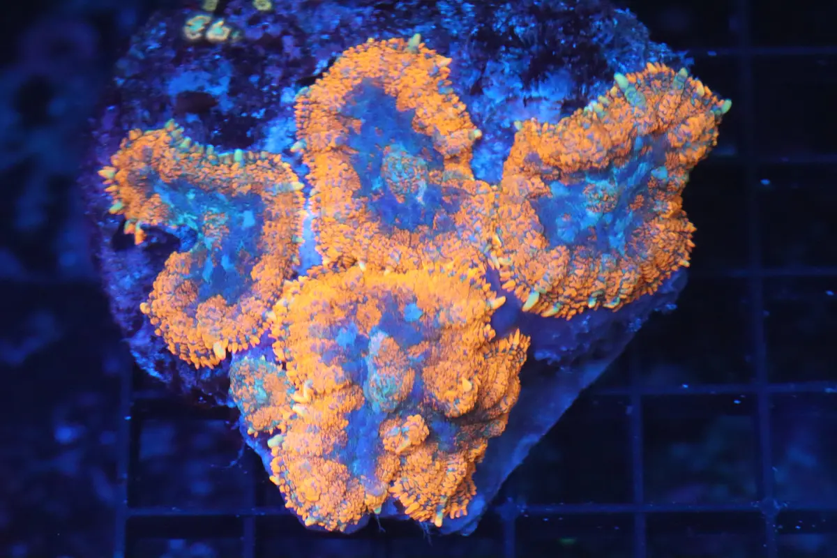 Rhodactis Mushroom Colony (B143) 1