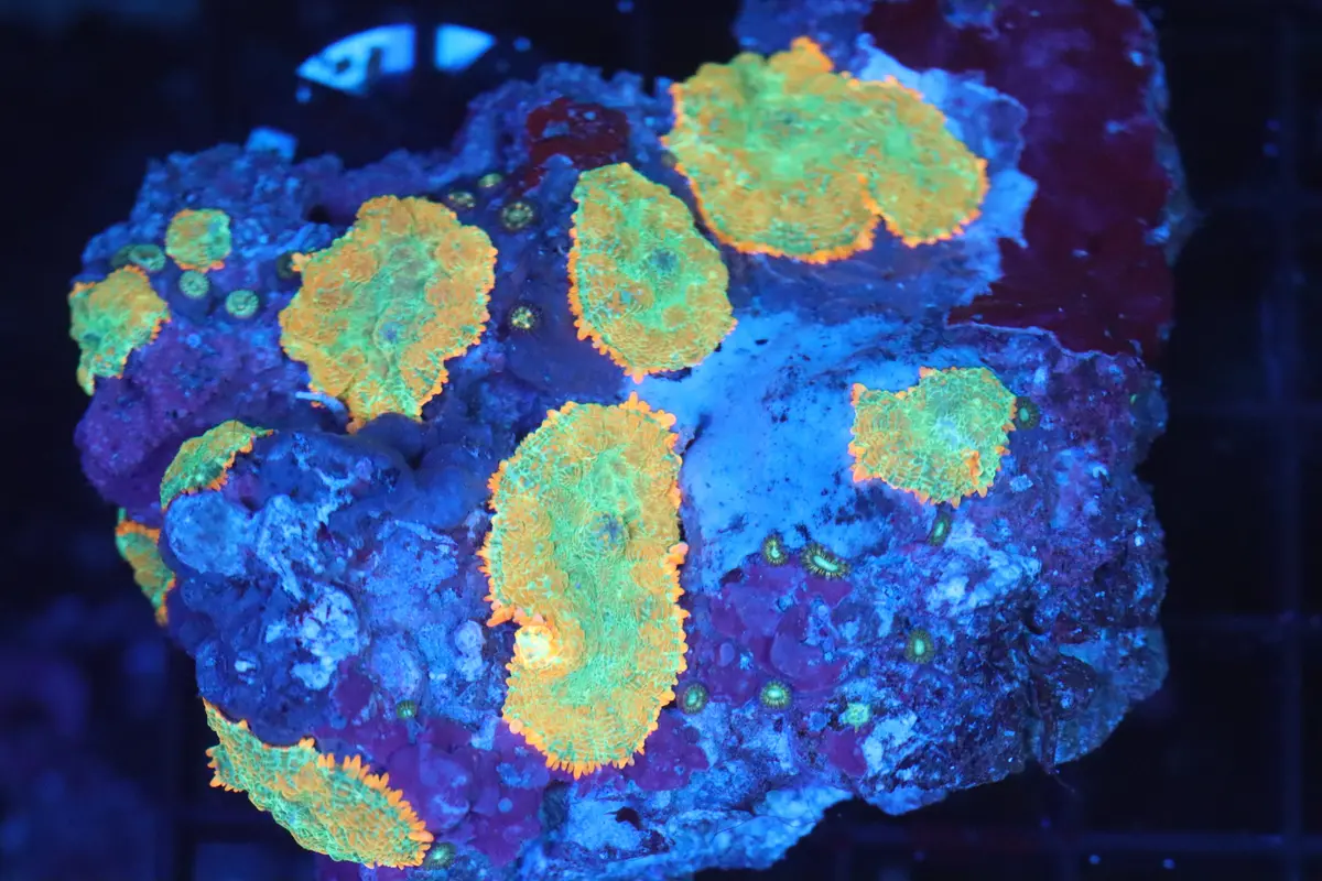 Rhodactis Mushroom Colony (B89) 1
