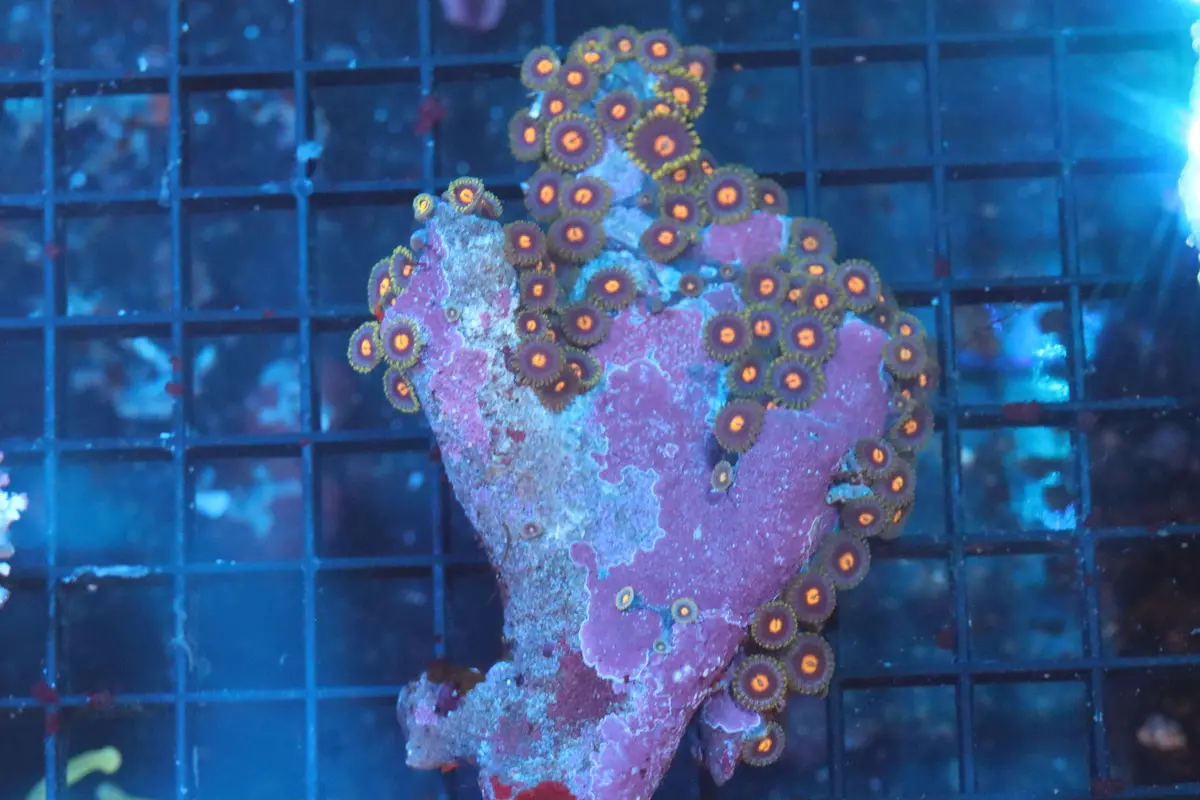 Zoa Colony On Live Rock (B147) 1