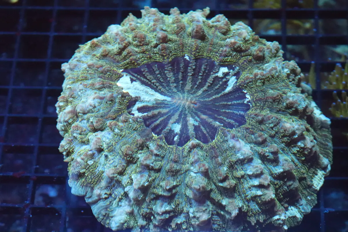 Green Aussie Acantho (B124) Medium 1