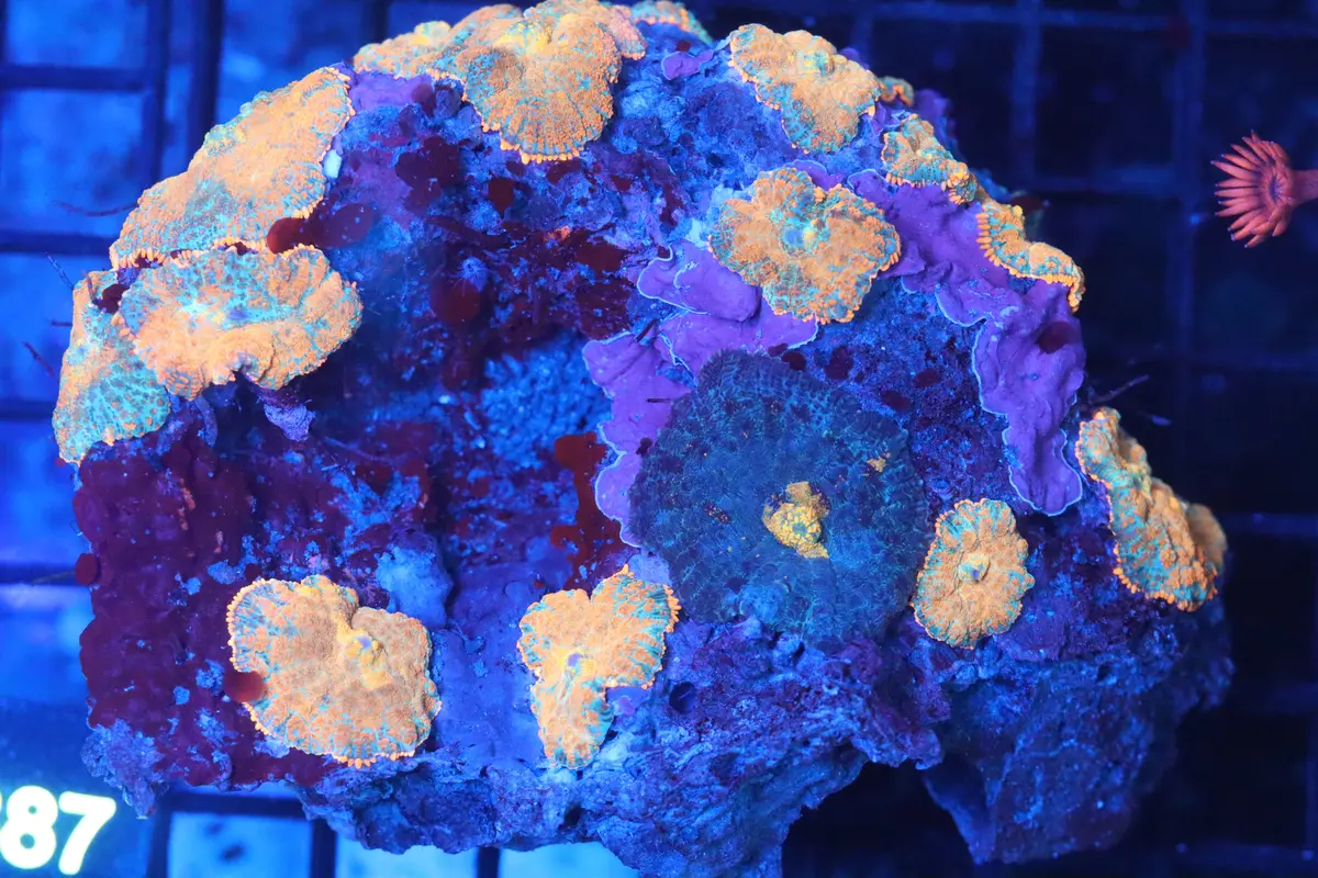 Rhodactis Mushroom Colony (B137) 1