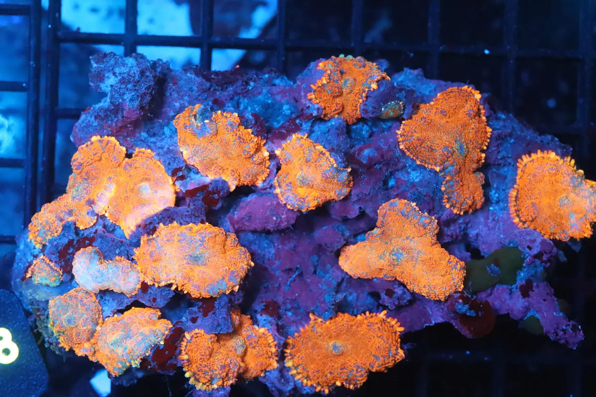 Rhodactis Mushroom Colony (B141) 1