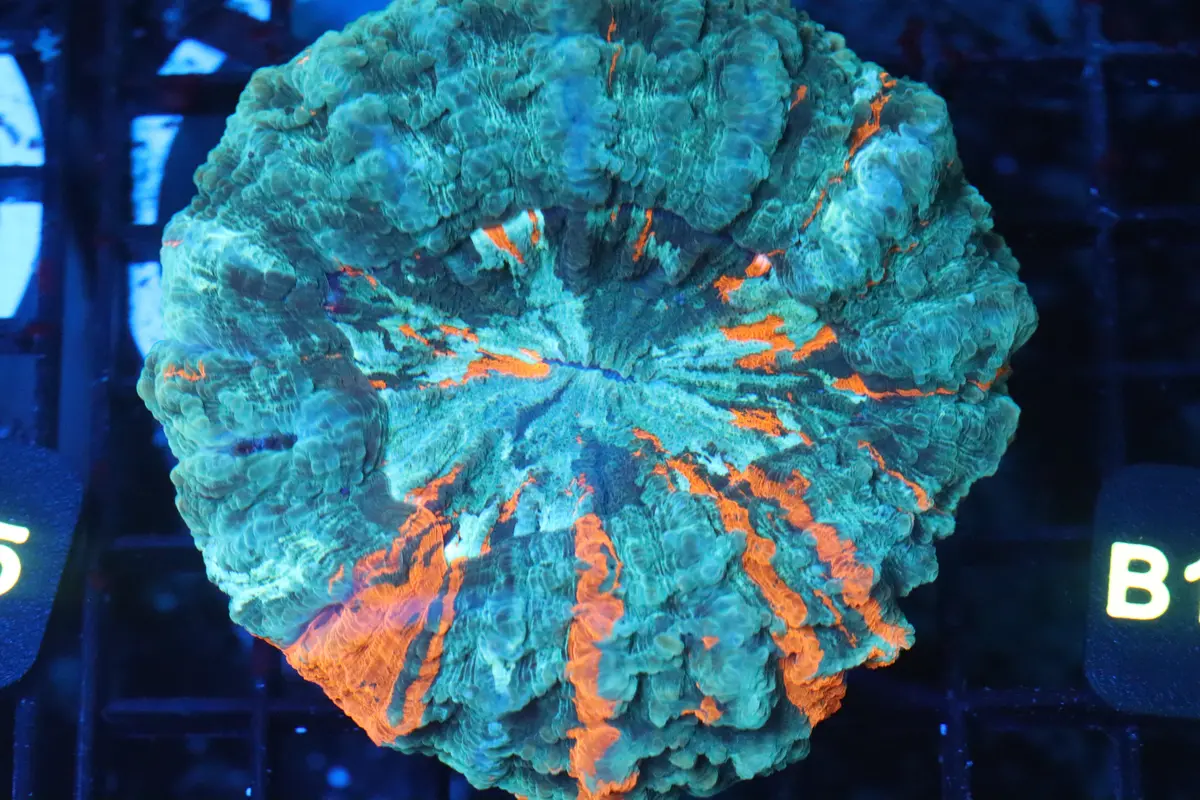 Green & Orange Acantho (B138) 1