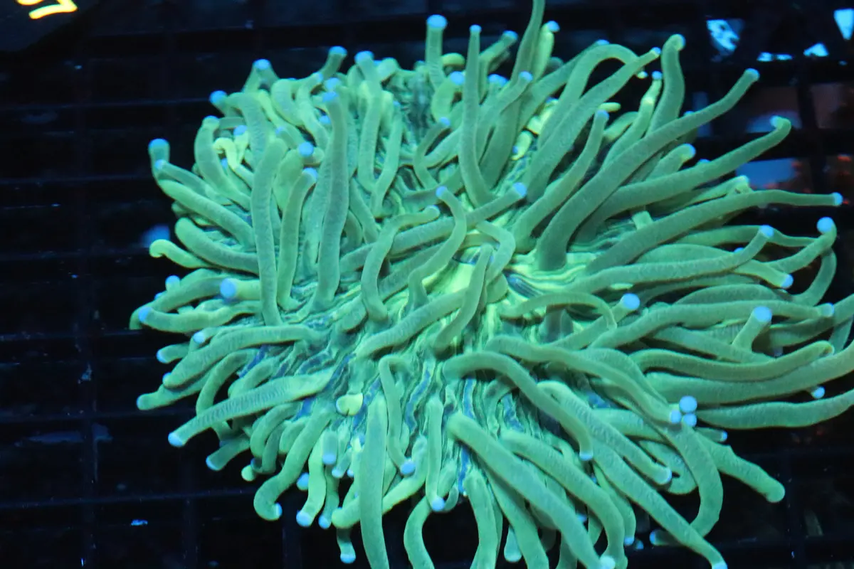Long Tentacle Plate (B111) 1