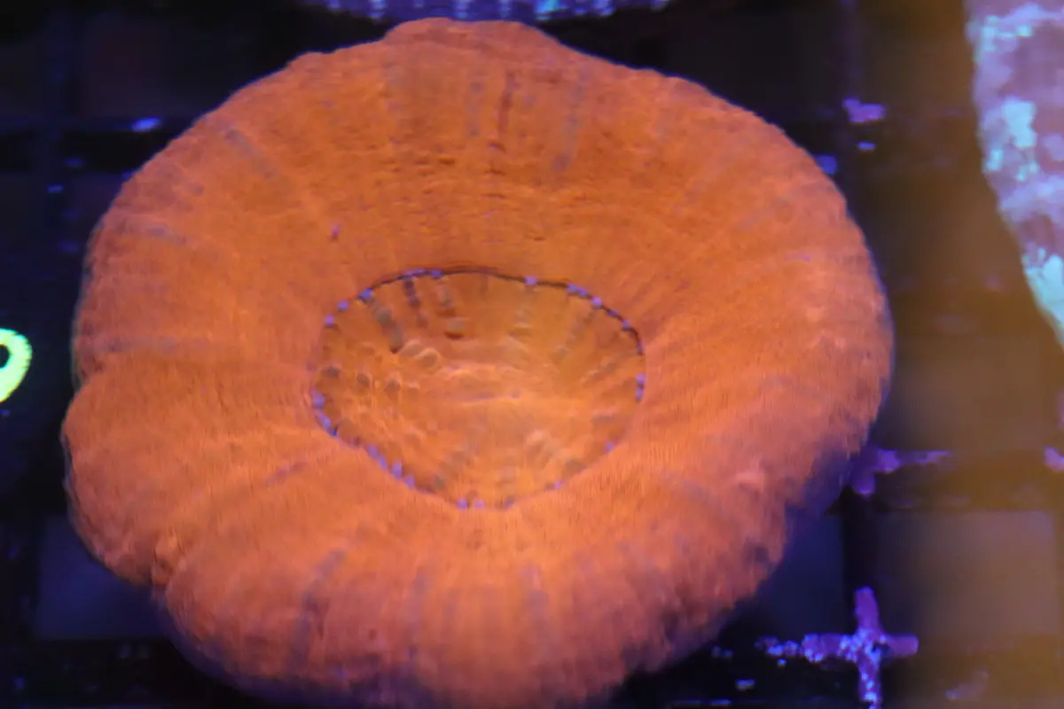 Solid Red Scoly 1