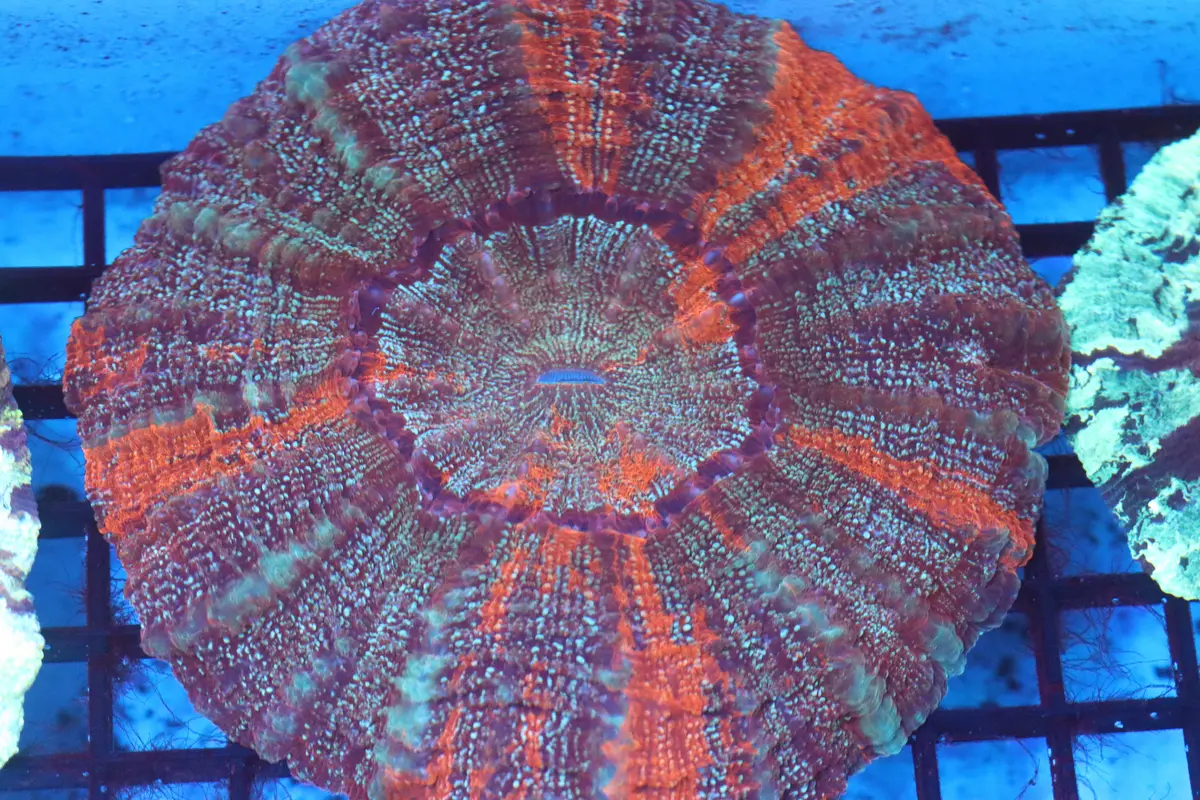 Red Streak Acantho (D224) Medium 1