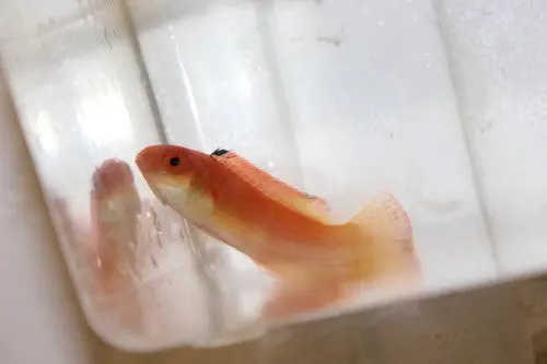 Hooded Fairy Wrasse (Female) Australia | Cirrhilabrus Bathyphilus 1
