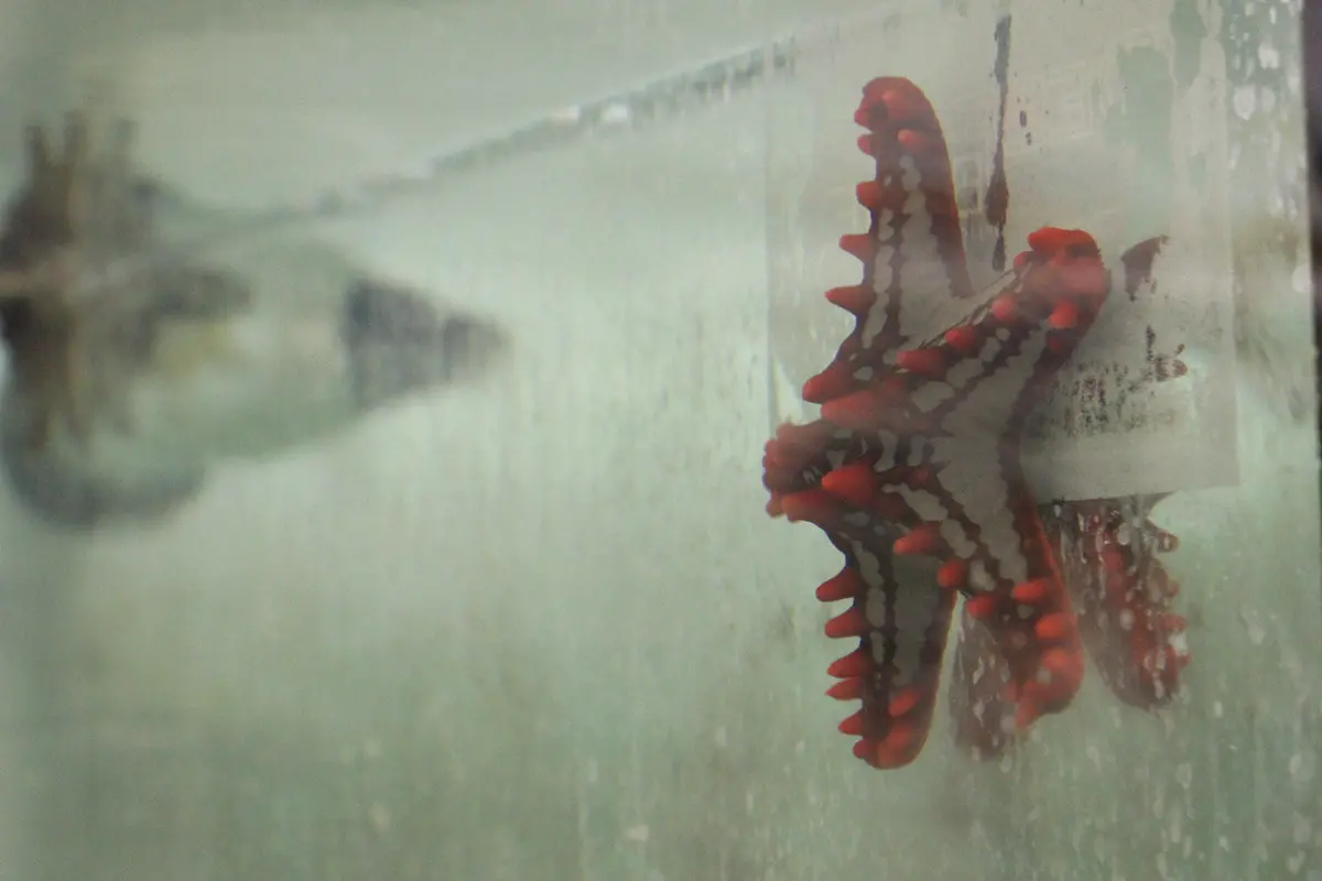 Red Knob Sea Star (Protoreaster Linckii) 1