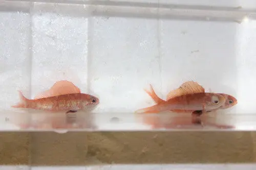 Coral Sea Sailfin Anthias Pair| Rabaulichthys Squirei 1