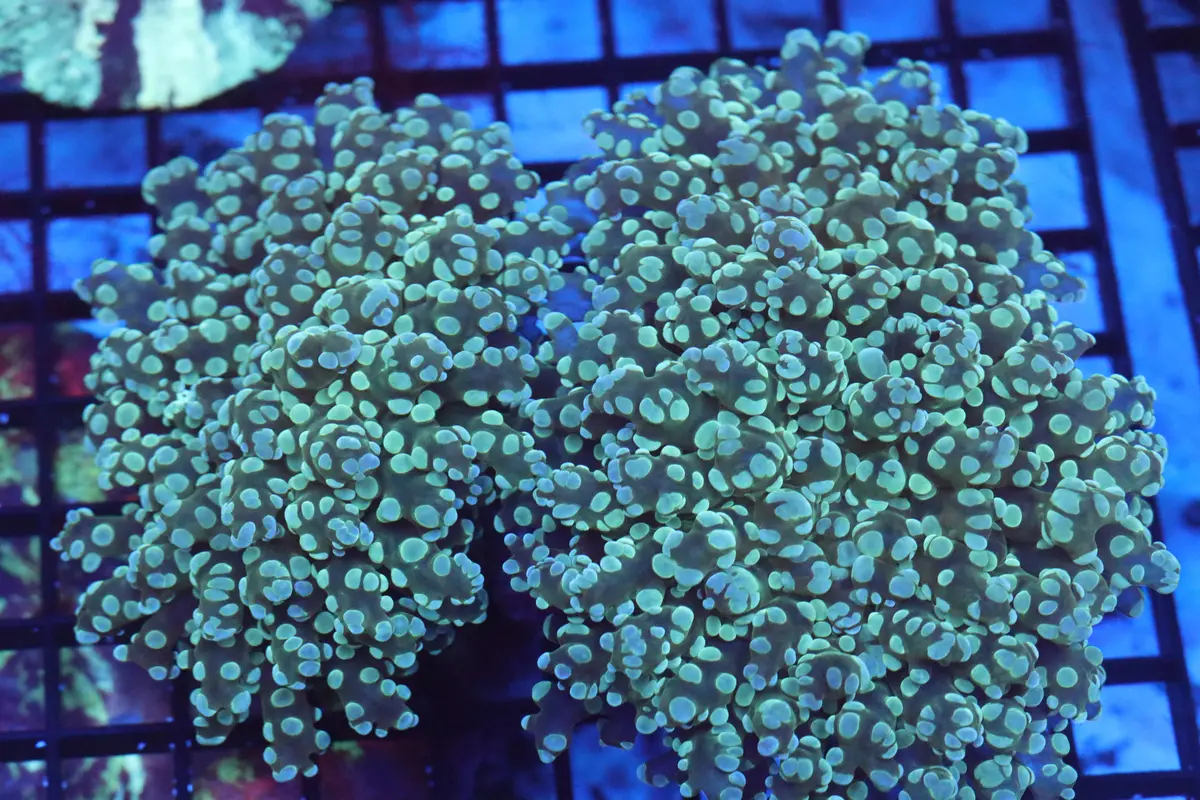 Chunky Neon Frogspawn (D236) 1