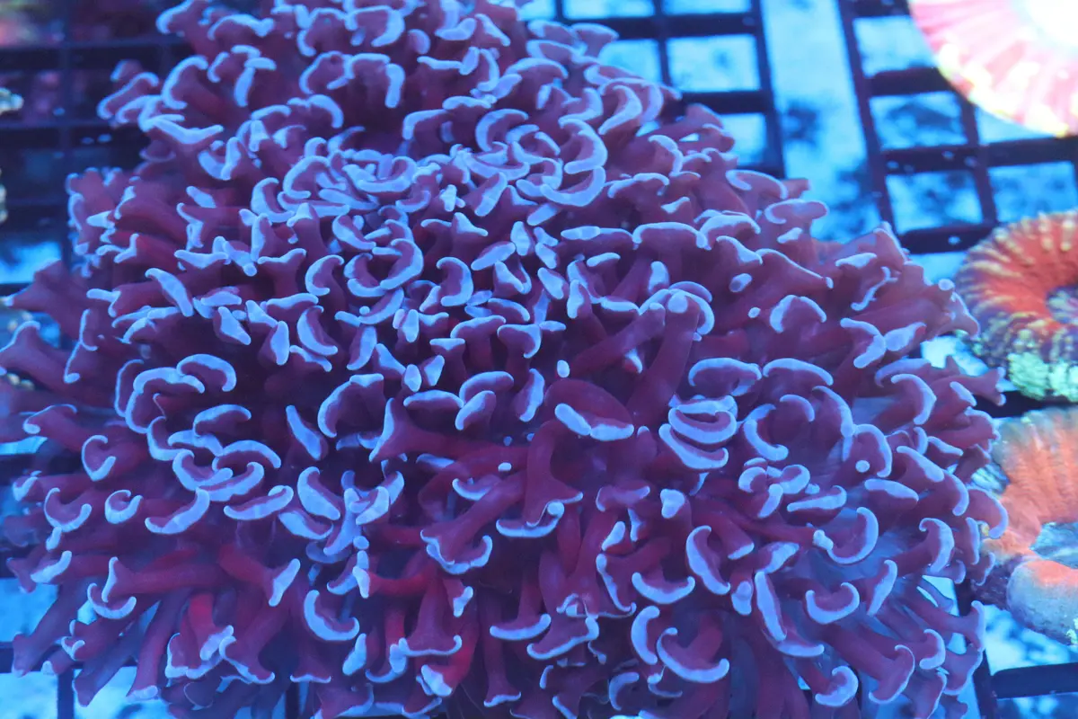 Purple Wall Hammer (D237) 1
