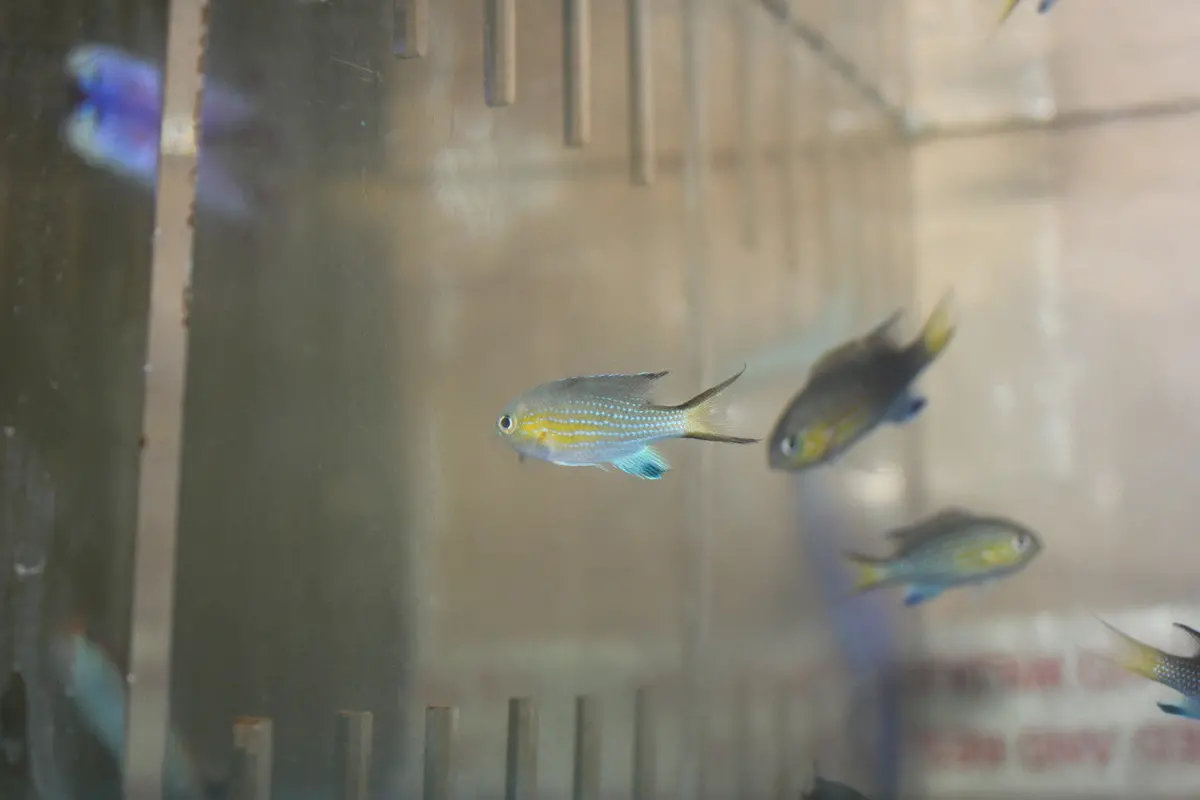 Pack Of 5 Vanderbilt Chromis 1