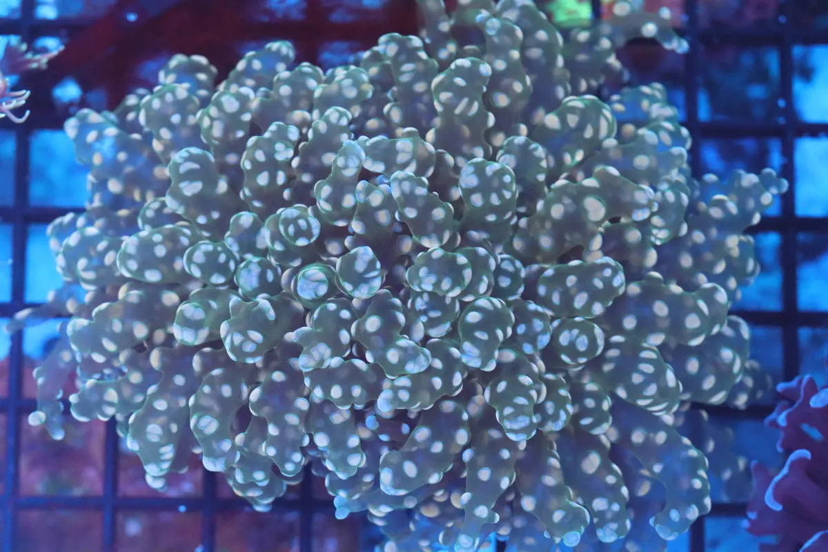 Chunky Pink Frogspawn (D234) 1