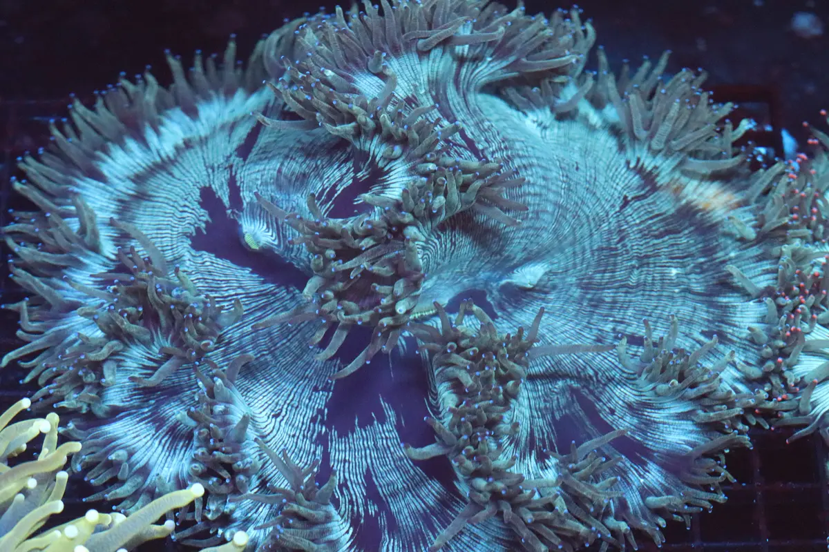 Blue Tip Elegance Coral (D212) 1
