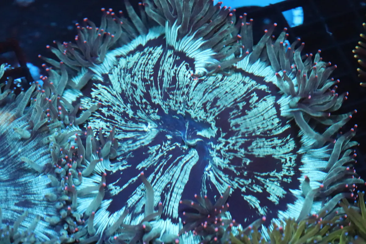 Pink Tip Elegance Coral (D220) 1