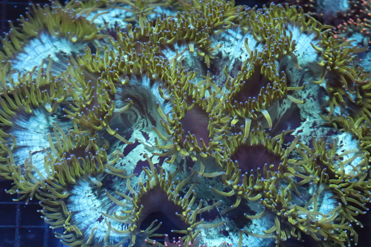 Electric Neon Blue Tip Elegance Coral (D217) 1
