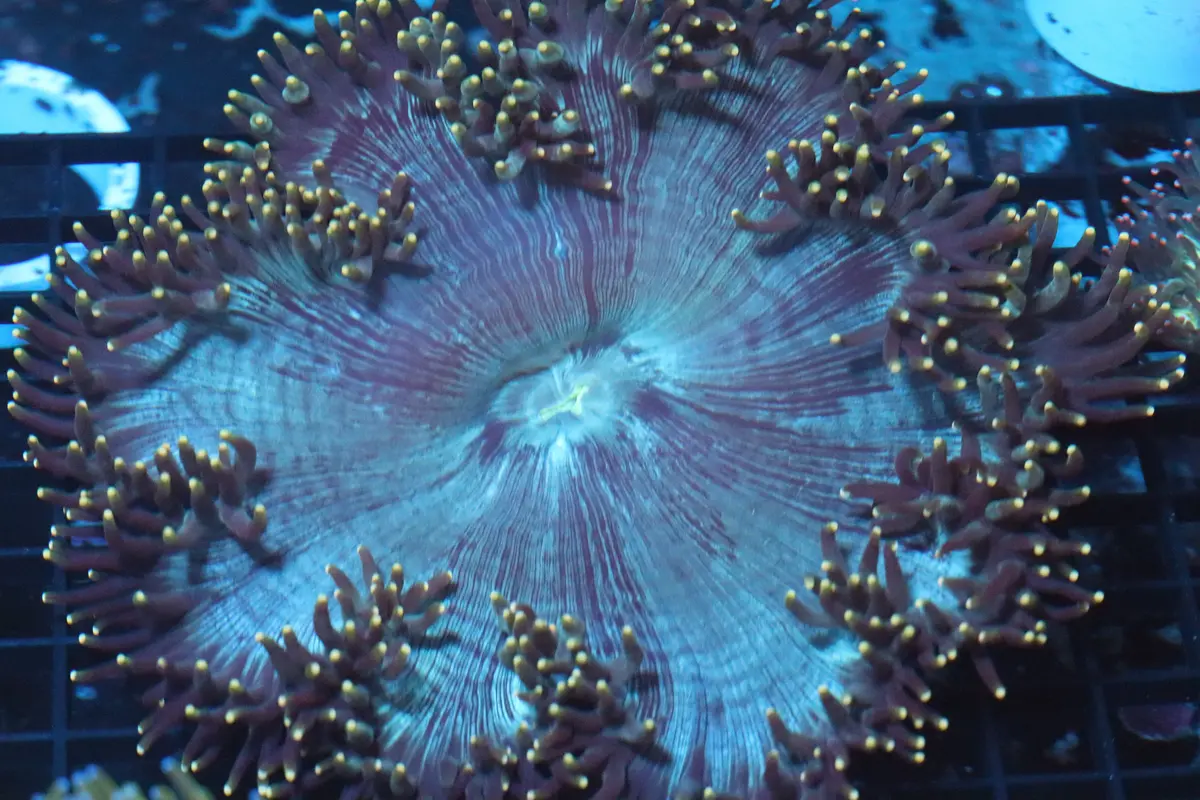 Neon Tip Elegance Coral (D215) 1